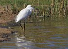 frieda 064  Kleinwitreier - Little Egret   Vang 'n vis by Rietvlei Kaapstad : frieda